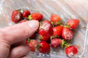 Un uomo regge una fragola ammuffita presa da una confezione di fragole con muffa
