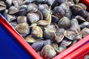 Vongole fresche in una cassetta