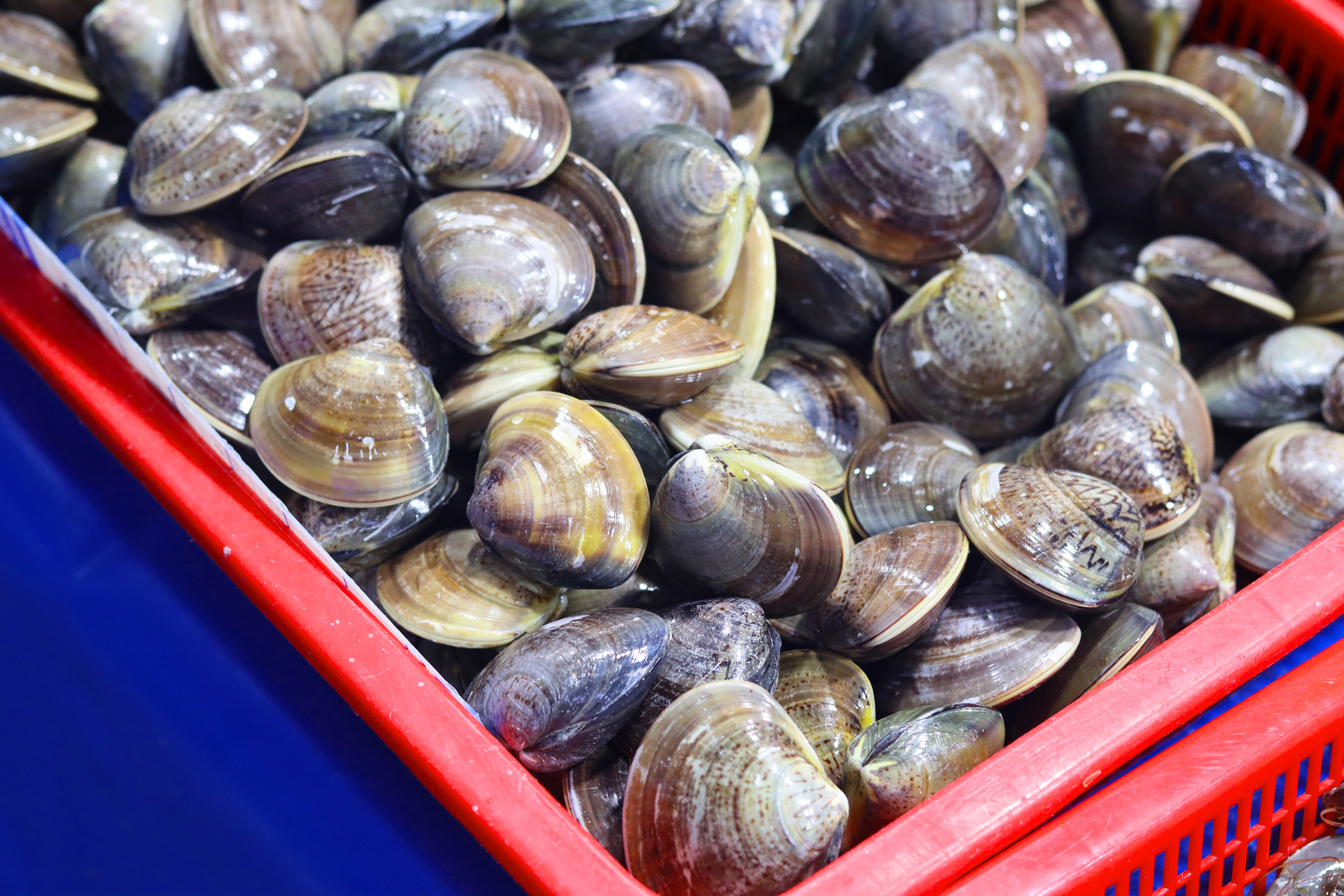 Vongole fresche in una cassetta
