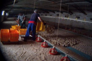 Allevamento polli filiera Lidl Italia; Foto: Essere Animali lavoratori