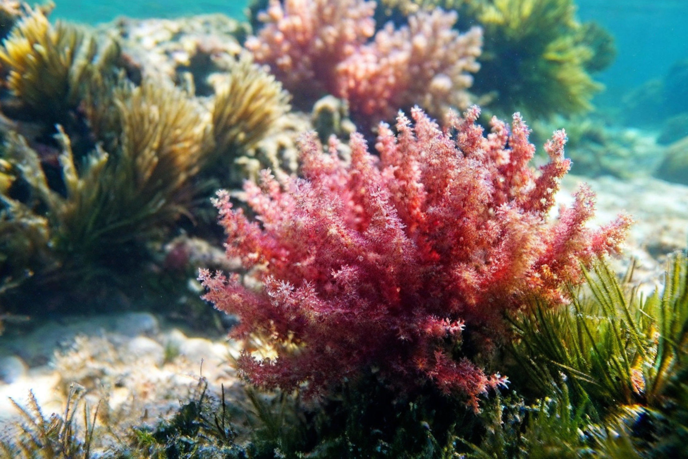 Asparagopsis armata alga rossa alghe Depositphotos_769115118_XL