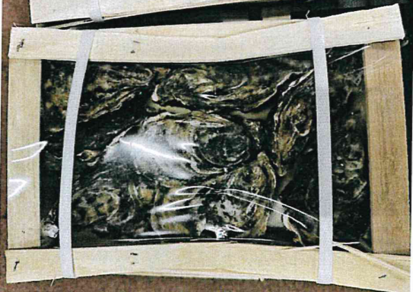 Ostriche concave Francia Finittica richiamo 11.03.2025