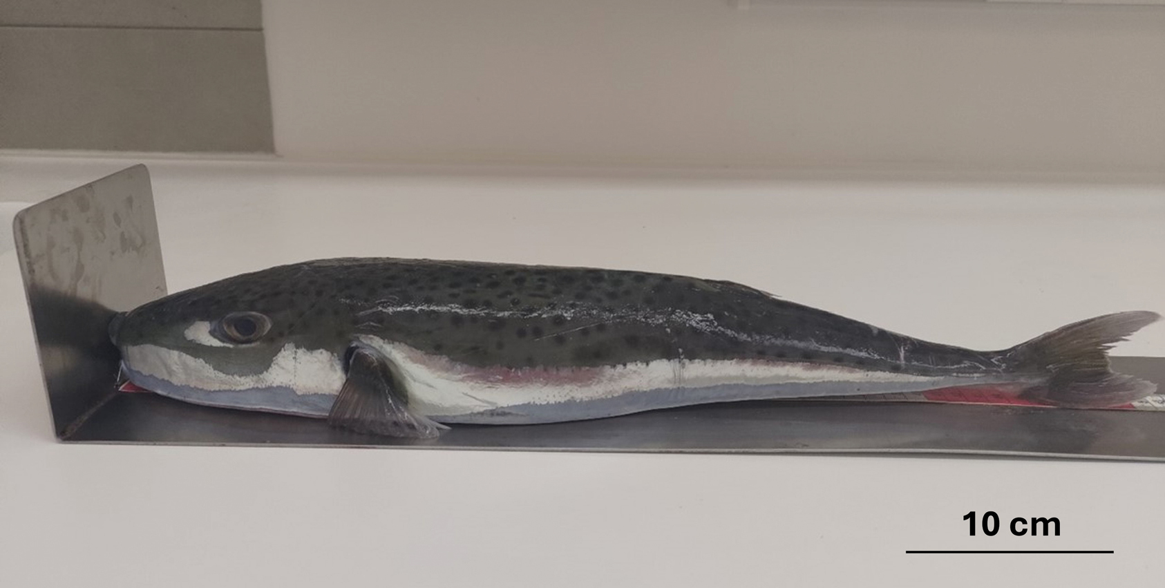 Acta Ichthyologica et Piscatoria pesce palla argenteo Lagocephalus sceleratusoo_1286709