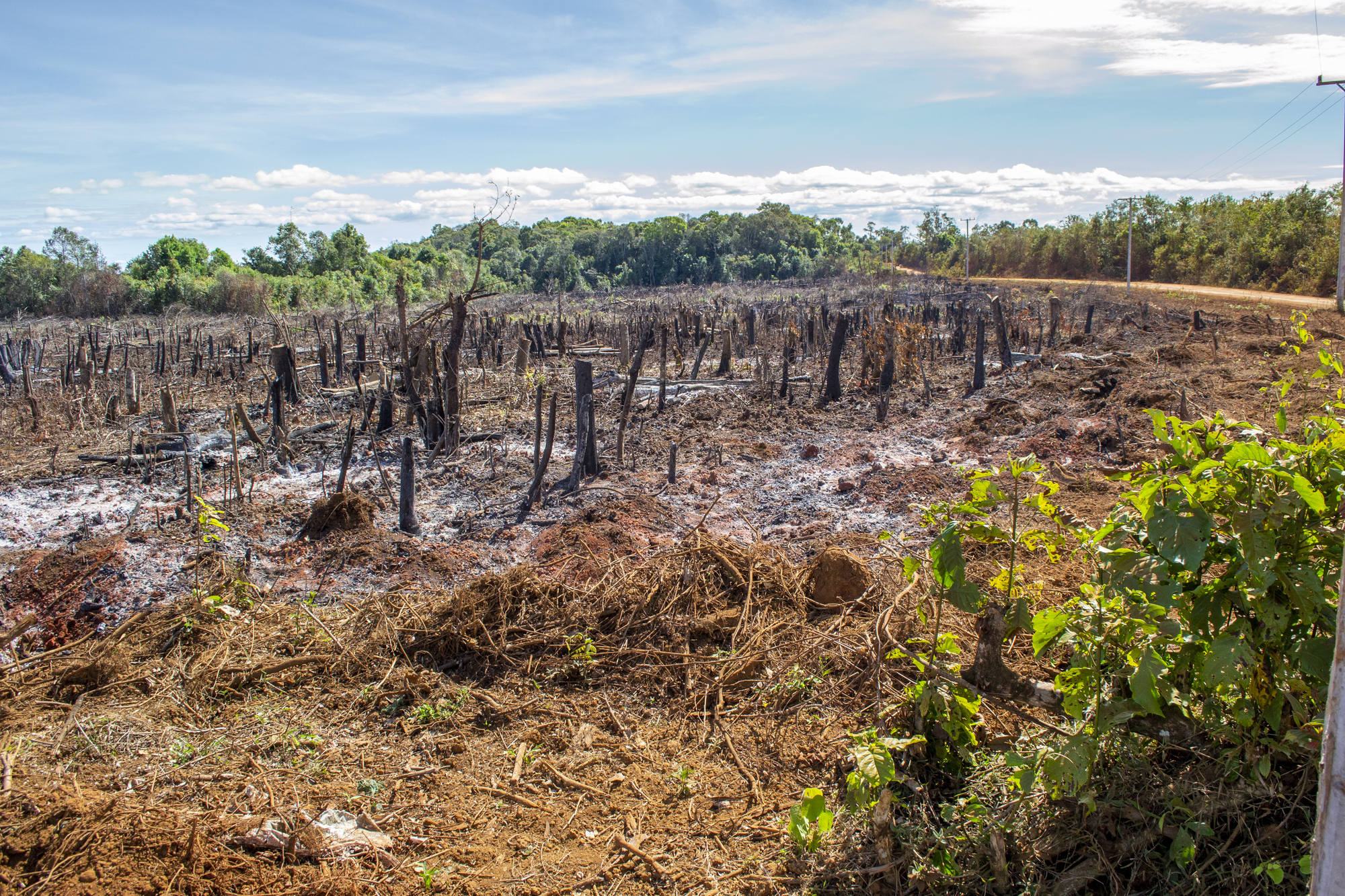 deforestazione disboscamento ambiente sostenibilità Deforestazione: tagliare gli alberi e bruciare le foreste a favore dell'agricoltura, tattiche di "slash and burn", come si è visto nella giungla amazzonica e nella foresta pluviale del Brasile.