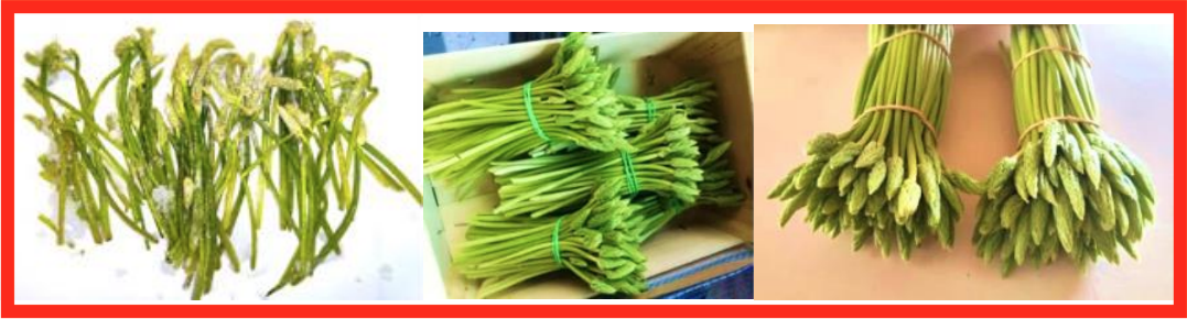 asparagi dei boschi tre lotti commerciali analizzati anses