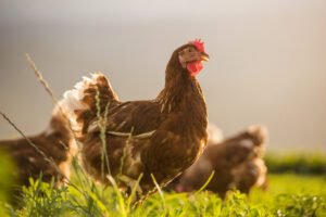 Polli ruspanti razzolano in un prato all'aperto