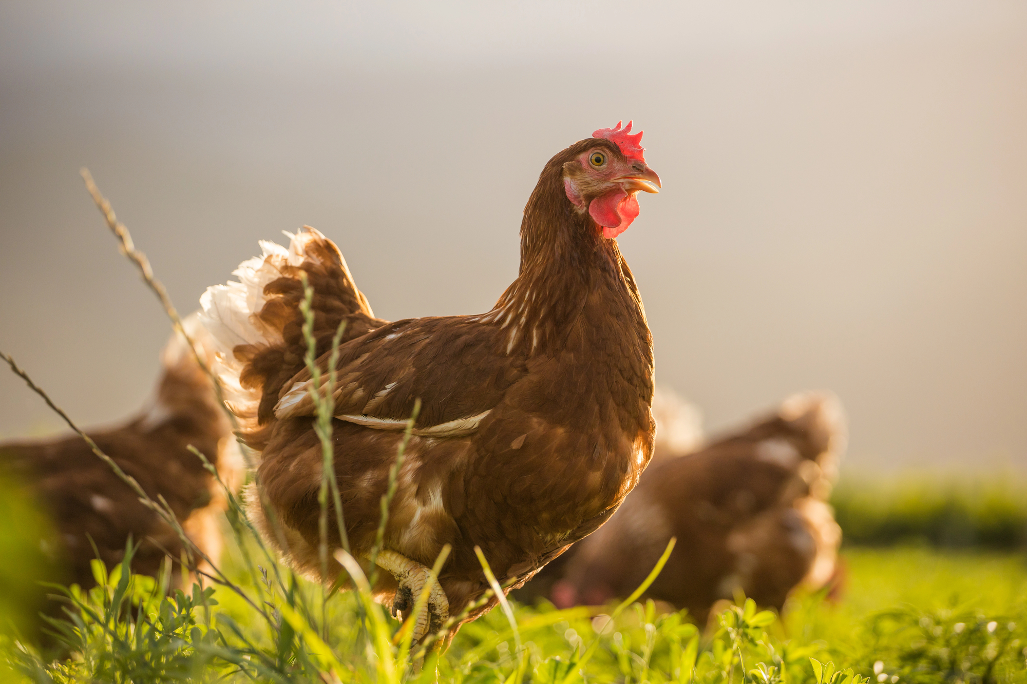 Polli ruspanti razzolano in un prato all'aperto