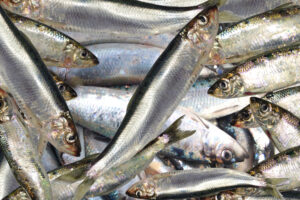 pesce pesca proteine Clupea harengus aringhe Depositphotos_106850276_L