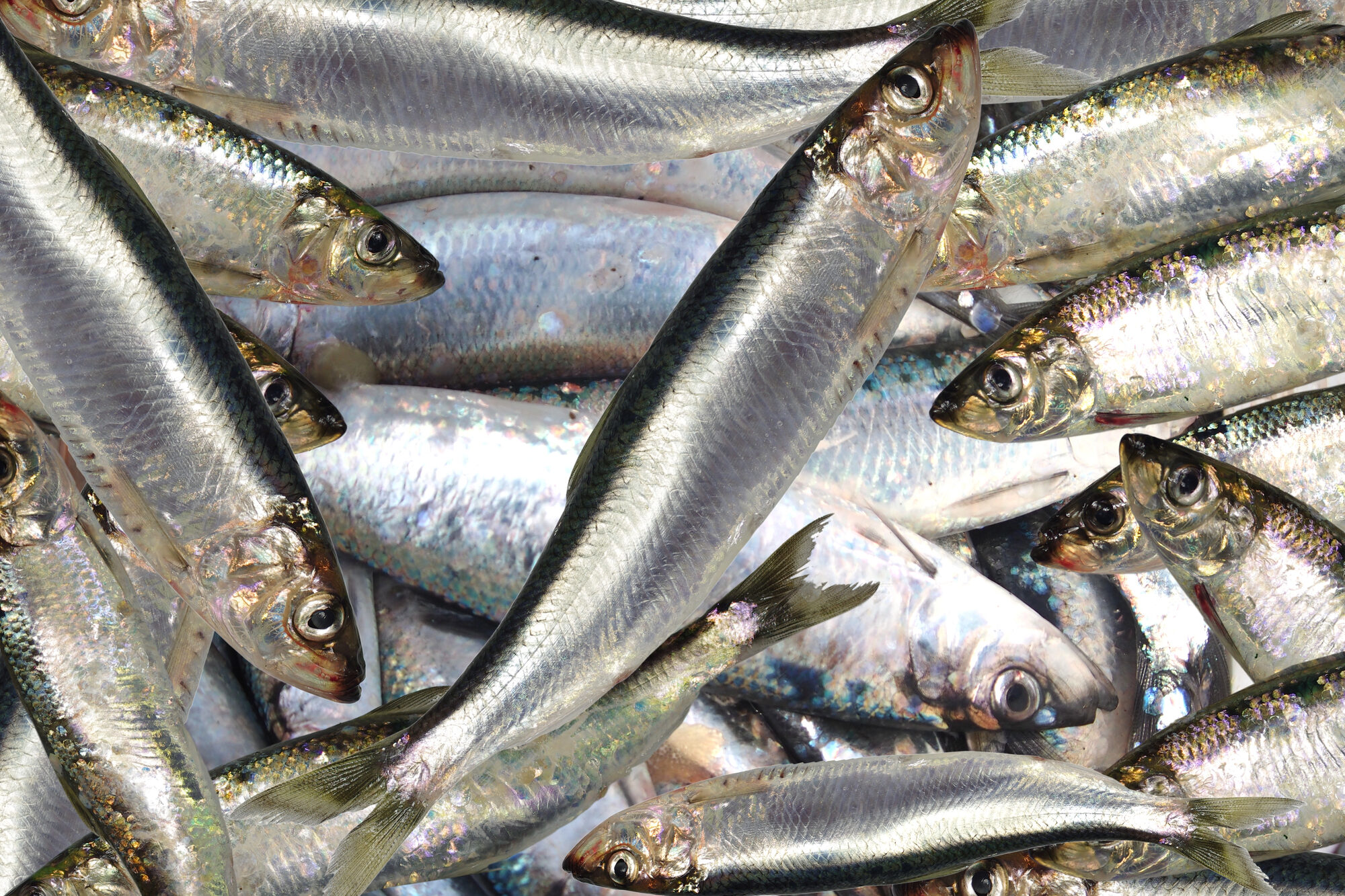 pesce pesca proteine Clupea harengus aringhe Depositphotos_106850276_L