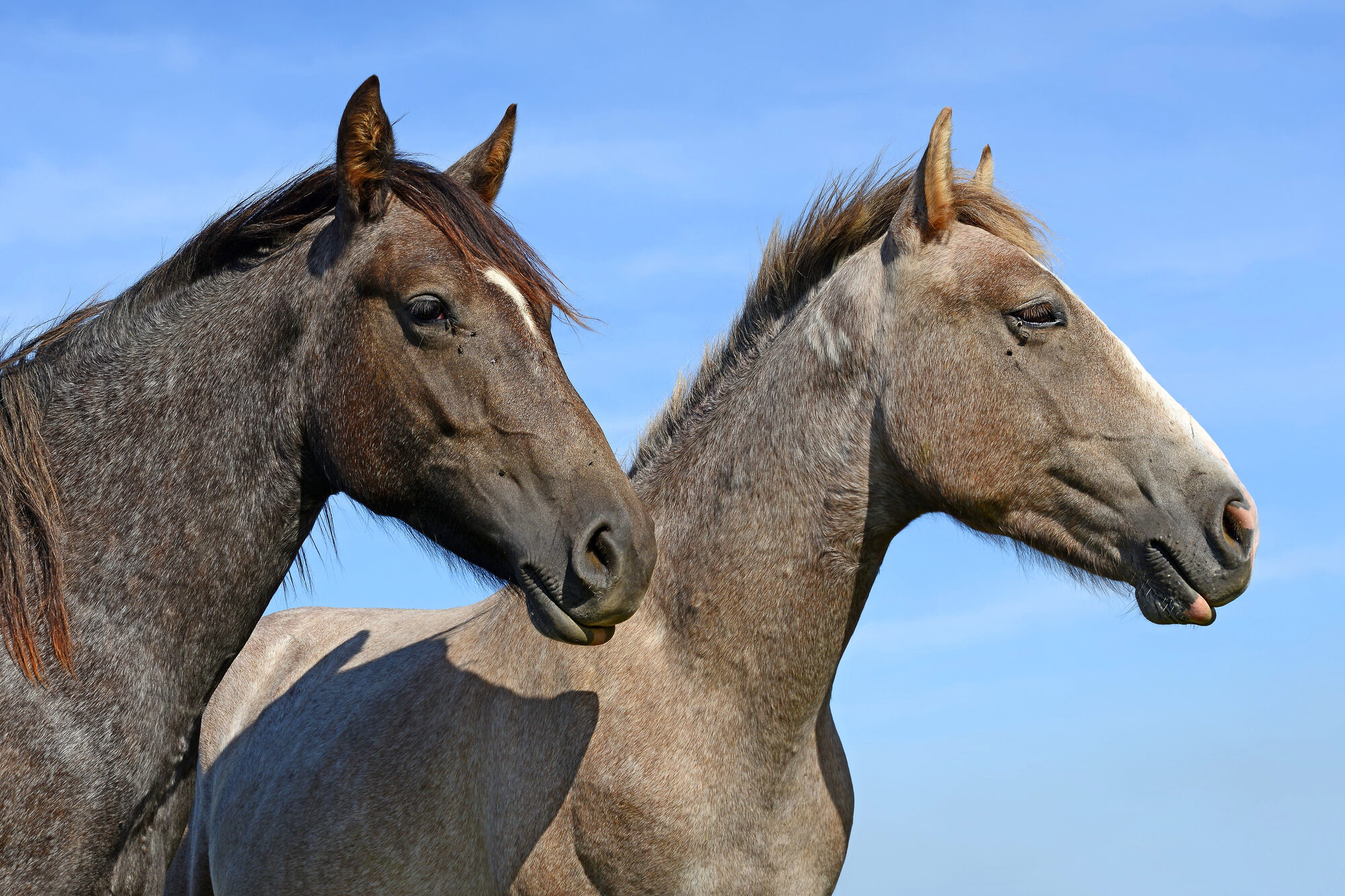 carne di cavallo proteine carne rossa equini cade equina Depositphotos_122503510_L