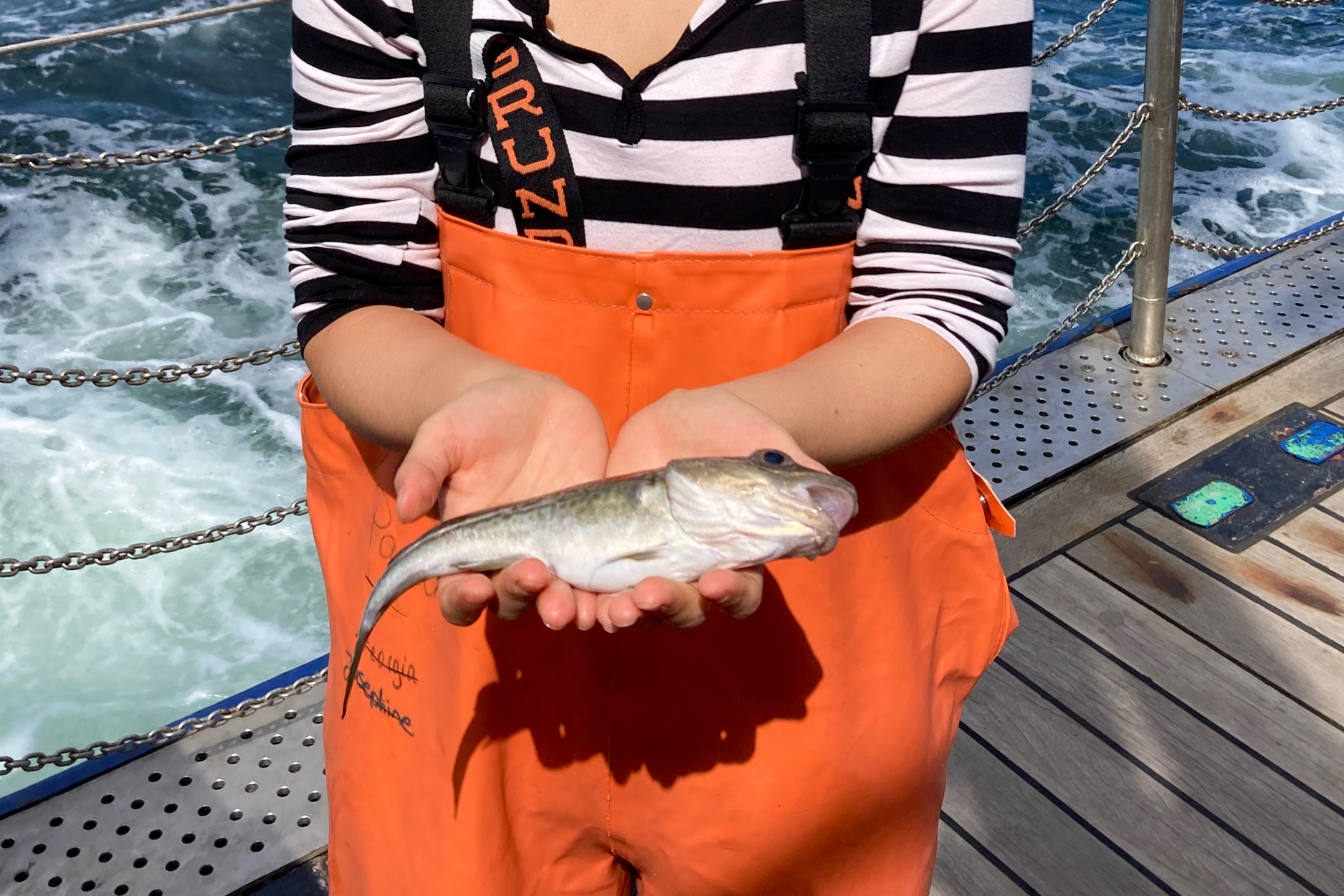 KwiYoungHan_Ostseedorsch_c_ThorstenReusch geomar merluzzo pesci genetica