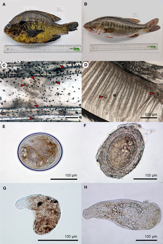 Gli stadi infettivi (metacercarie) di due trematodi zoonotici introdotti sono presenti in specie ittiche d'acqua dolce comunemente catturate e consumate nella California meridionale. Emma M Palmer, Daniel C G Metz, Ryan F Hechinger, Further Evidence for Plausible Transmission of Fishborne Trematodiases in the United States: Game Fish Carry Human-Infectious Trematodes and Are Eaten Raw, The Journal of Infectious Diseases, 2025;, jiaf180, https://doi.org/10.1093/infdis/jiaf180