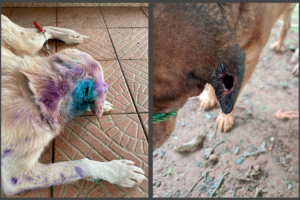 animali infestazione COPEG Mosca assassina mosca assassina mosca carnivora mosca del Nuovo Mondo verme della vite