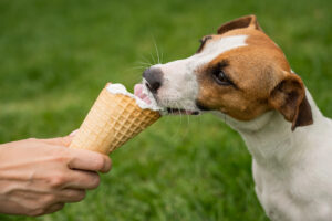 Una cane Jack Russel lecca il gelato da un cono offerto dal padrone