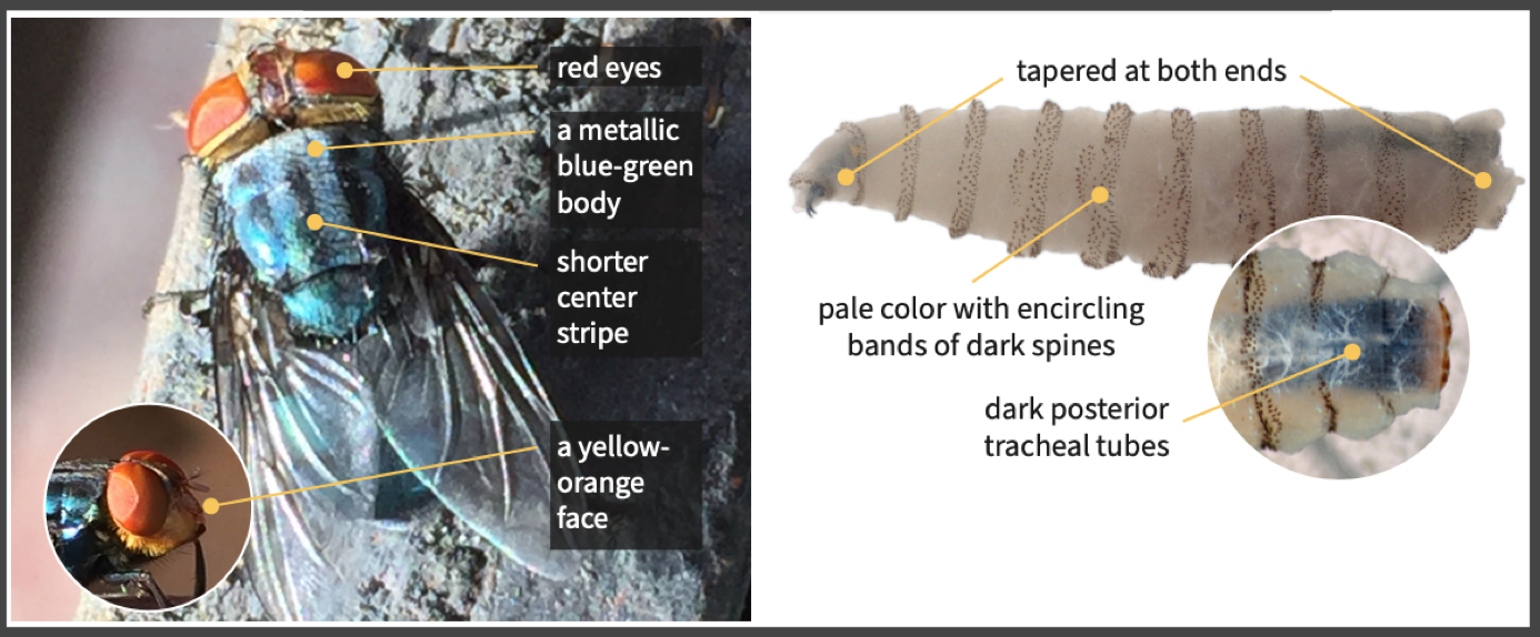 mosca assassina mosca carnivora mosca del Nuovo Mondo verme della vite