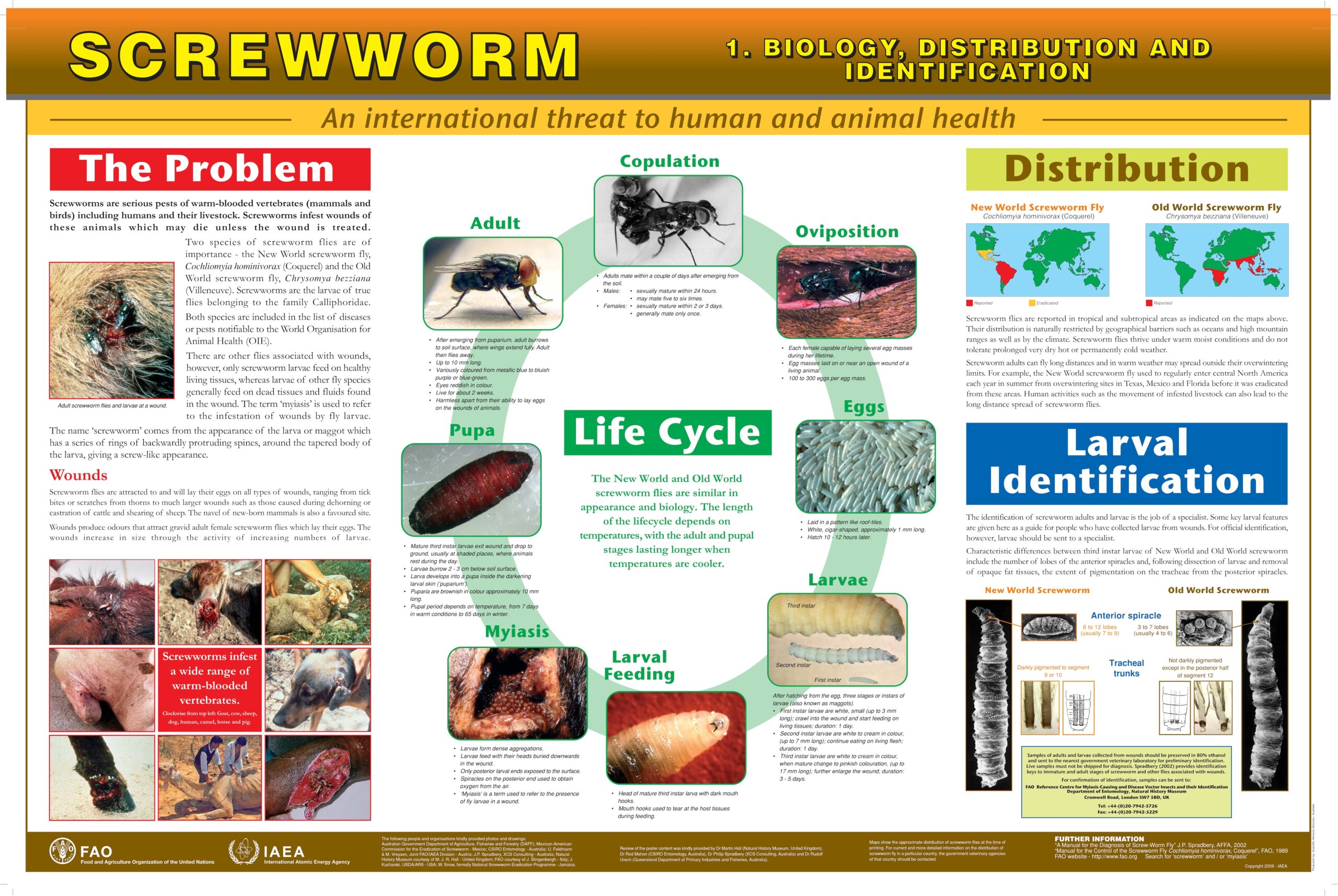 screwworm-poster_page-mosca assassina mosca carnivora mosca del Nuovo Mondo verme della vite