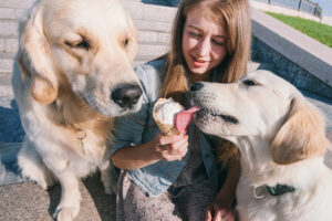gelato cani