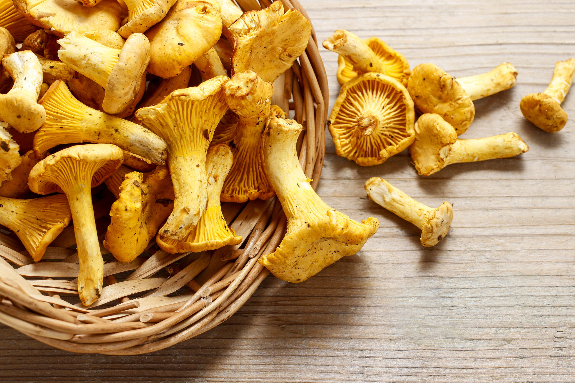 Una cesta di funghi Cantharellus cibarius, detti galletti