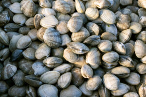 Vongole fresche; concept: molluschi bivalvi