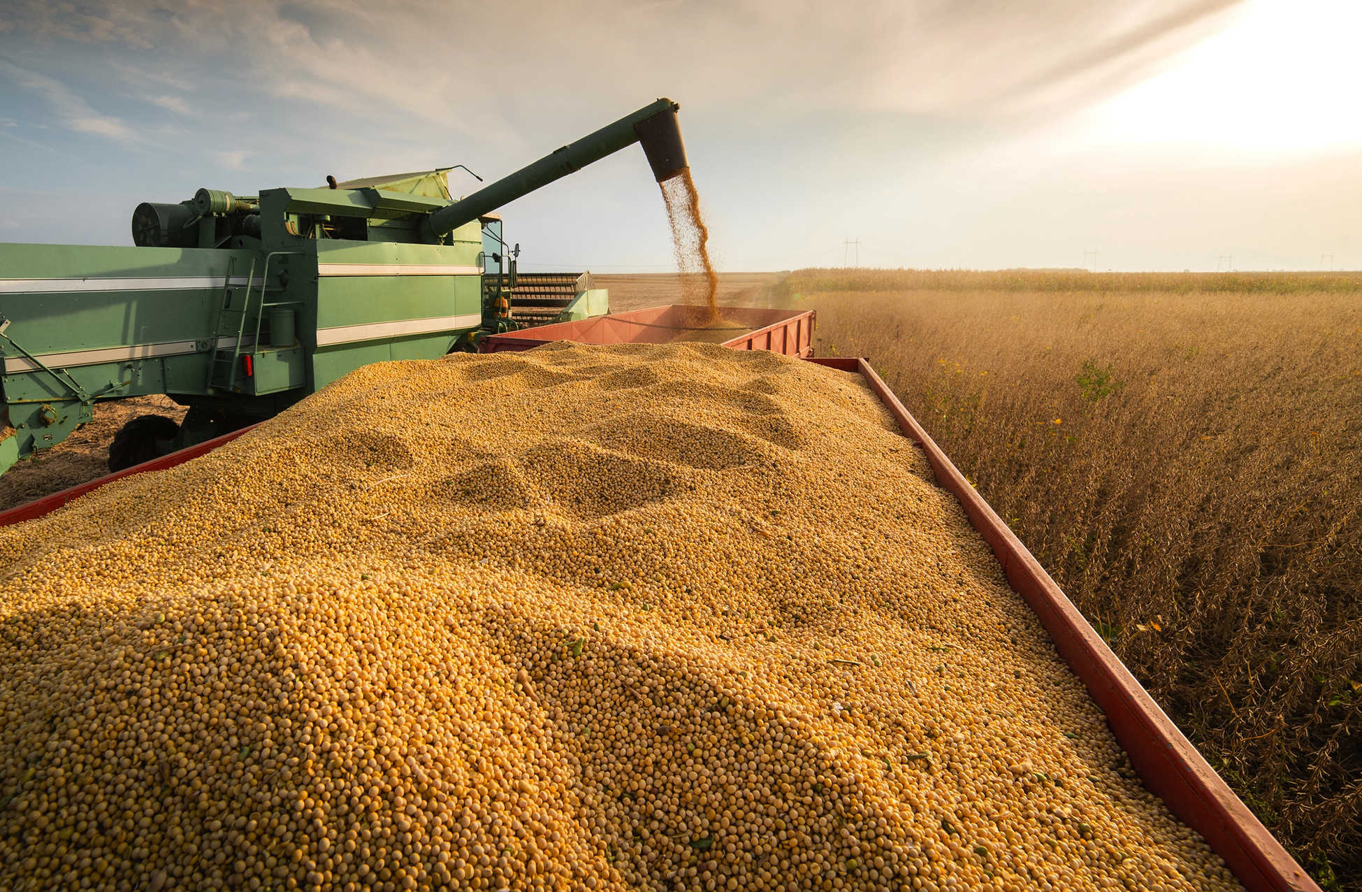 Una mietitrebbia che raccoglie i semi di soia al tramonto Raccolta di un campo di soia con mietitrebbia. coltivazione agricoltura agricoltori mangime