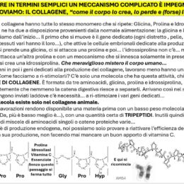 collagene spiegazione.JPG