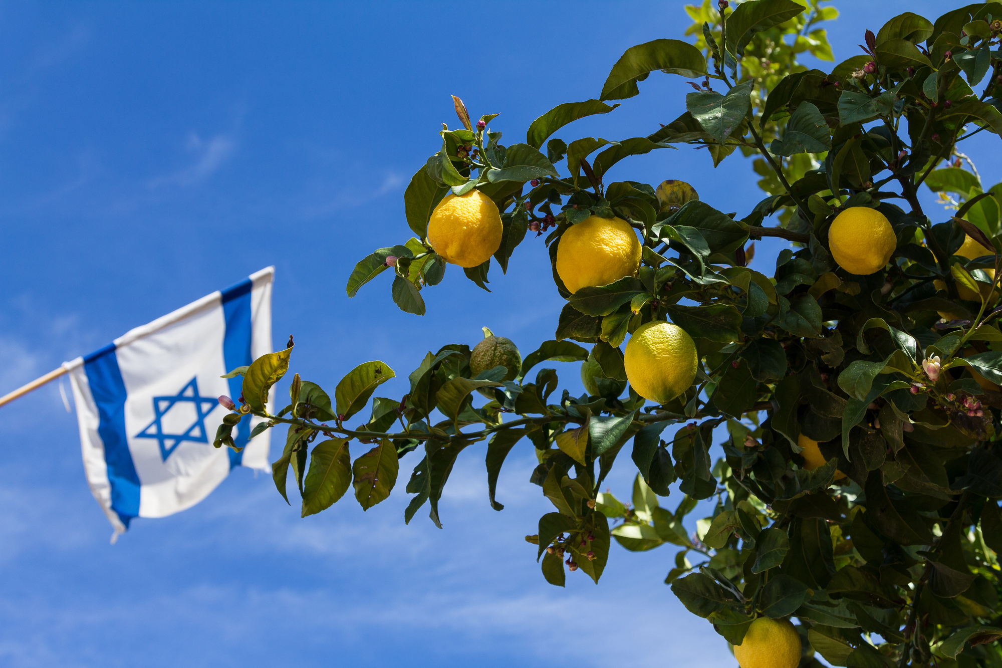 israele alimenti limoni agrumi origine gaza palestina occupazione Depositphotos_69459471_L