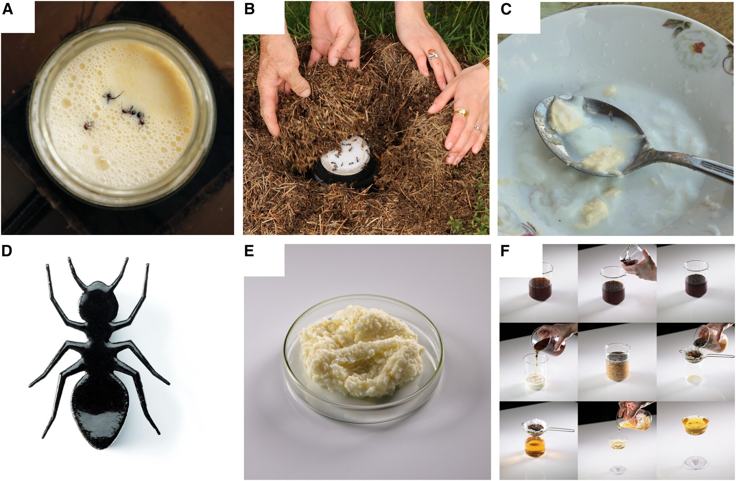 © 2025 The Authors. Published by Elsevier Inc. Making yogurt with the ant holobiont uncovers bacteria, acids, and enzymes for food fermentation Cell iScience.