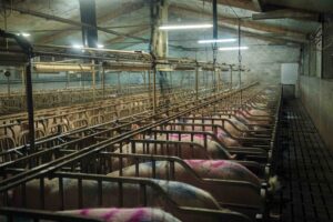 Allevamento La Pellegrina - gruppo AIA-Veronesi – Greenpeace