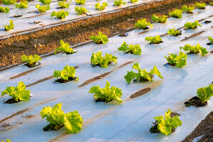Campo di insalata tipo lattuga con teli di pacciamatura in plastica