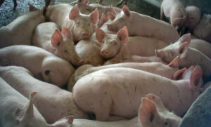 Essere animali maiali allevamento Ferrara allevamenti