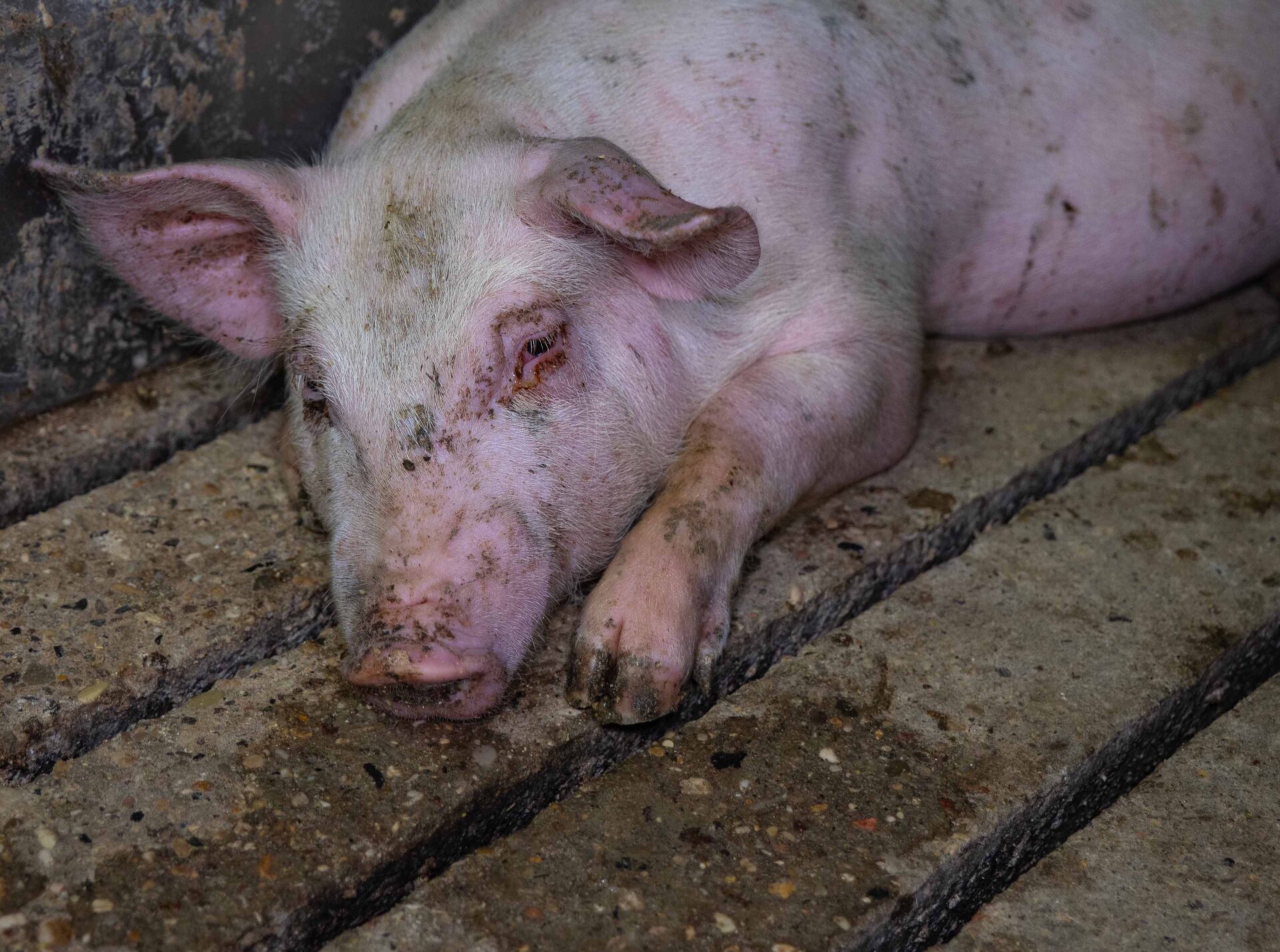 Allevamento Cascone Greenpeace