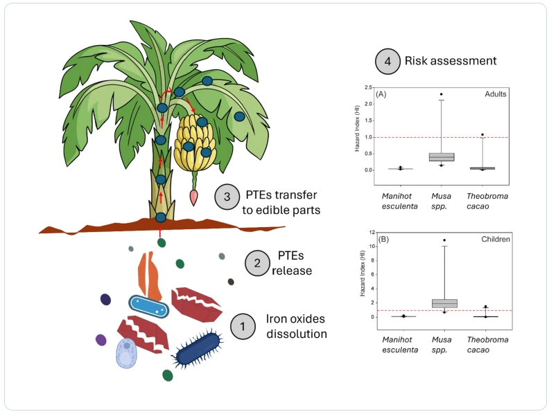 From tailings to tables: risk assessment of potentially toxic elements in edible crops cultivated in mine tailing impacted soils 2025 banane brasile