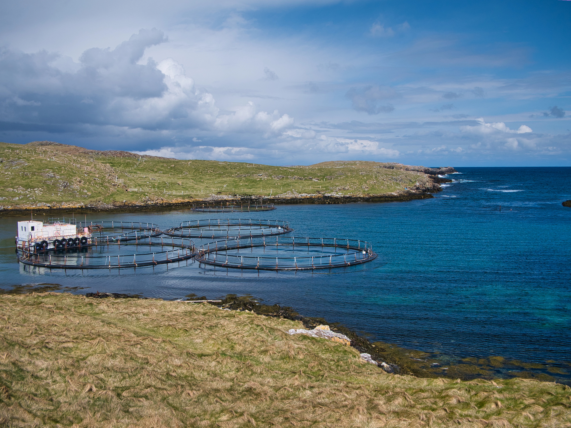 Allevamento di salmoni nelle Isole Shetland, Scozia; concept: acquacoltura, salmone scozzese