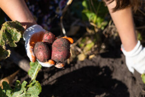 agricoltura biologica patate vegetali terra campi coltivare verdure