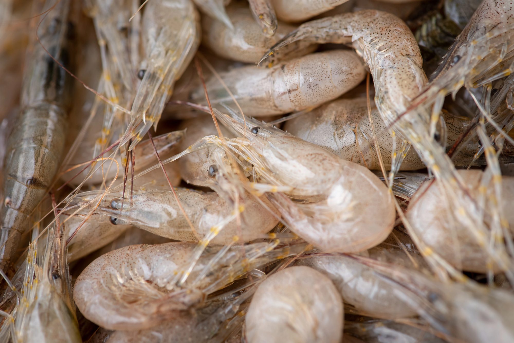 Gamberi bianchi freschi