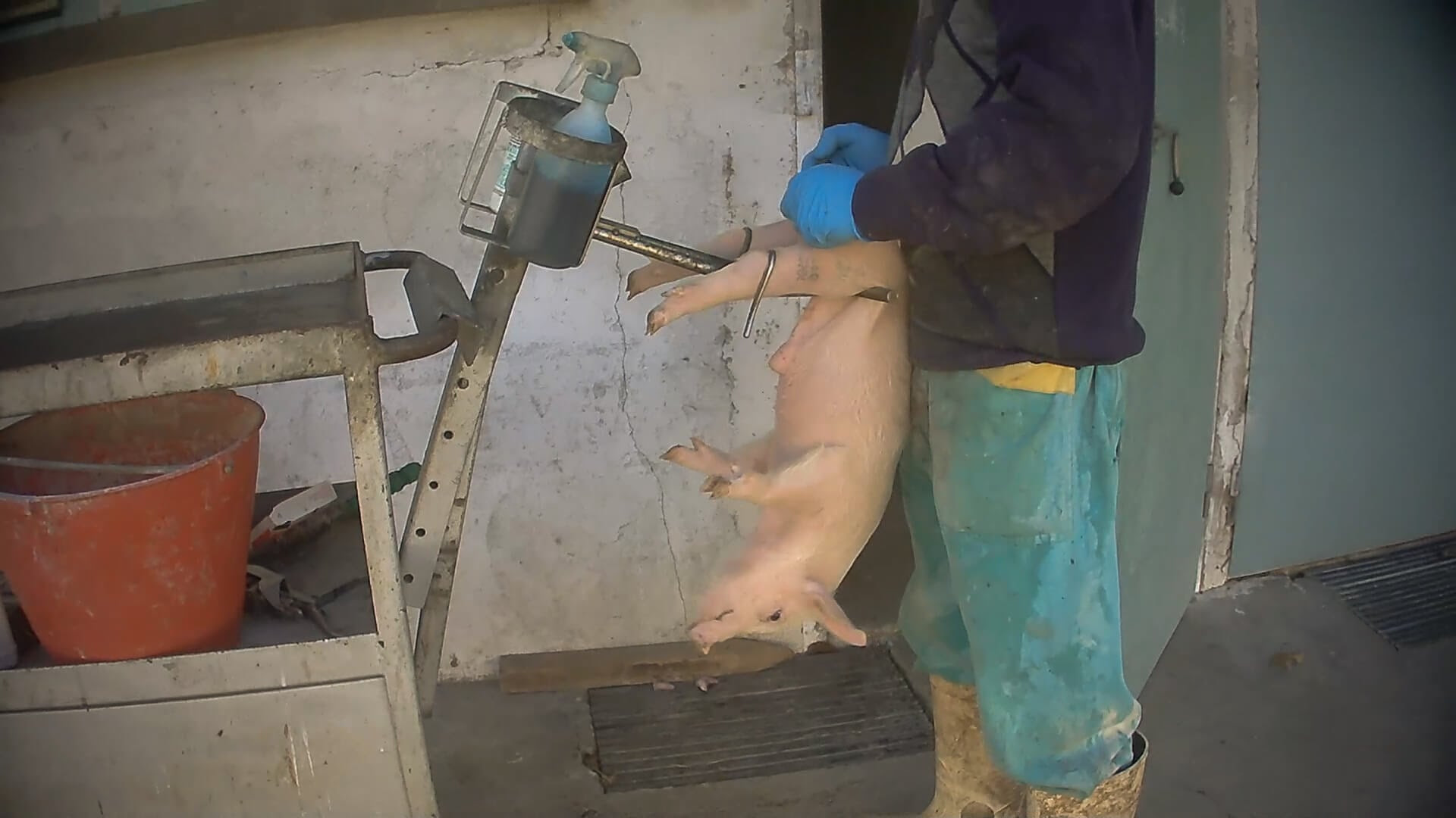 Maiali Essere Animali