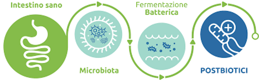 postbiotici https://postbiotica.com/postbiotici/